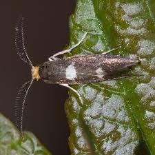 Attēlu rezultāti vaicājumam “Incurvariidae”