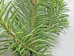 Attēlu rezultāti vaicājumam “Abies mariesii”