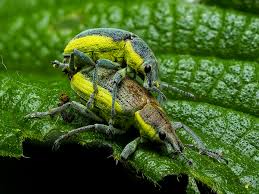 Attēlu rezultāti vaicājumam “Chlorophanus viridis”