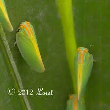 Attēlu rezultāti vaicājumam “Entomophaga grylli”
