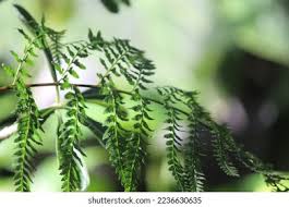 Attēlu rezultāti vaicājumam “Pteropsida”