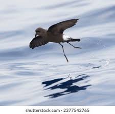 Image result for Oceanites oceanicus