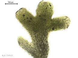 Attēlu rezultāti vaicājumam “Riccardia latifrons”