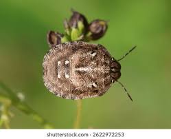 Attēlu rezultāti vaicājumam “Eurygaster testudinaria nymph”