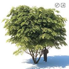 Attēlu rezultāti vaicājumam “Juglans mandshurica”