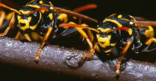 Image result for East Kilbride Wasps