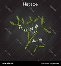 Attēlu rezultāti vaicājumam “Viscum album”