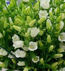 Image result for Marienglockenblumen