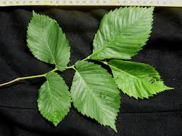 Attēlu rezultāti vaicājumam “Ulmus laevis leaf”