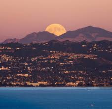 Attēlu rezultāti vaicājumam “Metatrichia floriformis stalked”