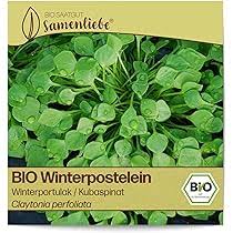 Image result for Neuseeländer Salat