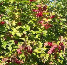 Attēlu rezultāti vaicājumam “Viburnum opulus flower”