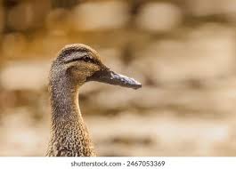 Attēlu rezultāti vaicājumam “Anas platyrhynchos juvenile”