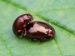 Attēlu rezultāti vaicājumam “Chrysolina staphylaea”