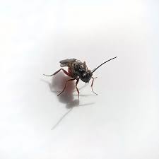 Attēlu rezultāti vaicājumam “Diplolepis rosae”