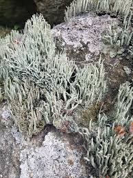 Attēlu rezultāti vaicājumam “Cladonia coniocraea”