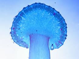 Attēlu rezultāti vaicājumam “Claviceps purpurea”