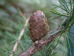 Attēlu rezultāti vaicājumam “Larix decidua var. polonica”