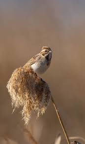 Attēlu rezultāti vaicājumam “Emberiza schoeniclus”