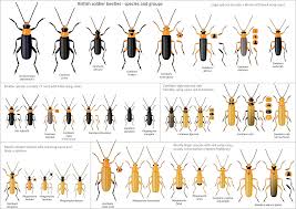 Attēlu rezultāti vaicājumam “Cantharis figurata”