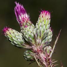 Attēlu rezultāti vaicājumam “Cirsium palustre flower”