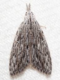 Attēlu rezultāti vaicājumam “Nolidae”