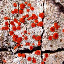 Attēlu rezultāti vaicājumam “Bacidia rubella”