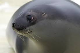 Image result for Cystophora cristata