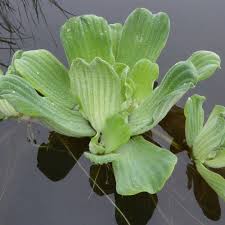 Attēlu rezultāti vaicājumam “Pistia stratiotes”