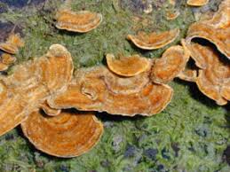 Attēlu rezultāti vaicājumam “Stereum hirsutum”