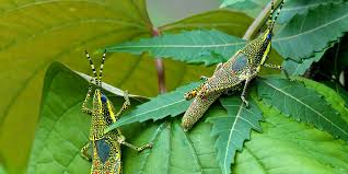 Attēlu rezultāti vaicājumam “Orthoptera”