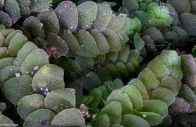 Attēlu rezultāti vaicājumam “Calypogeia muelleriana”