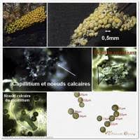 Attēlu rezultāti vaicājumam “Physarum contextum spores”