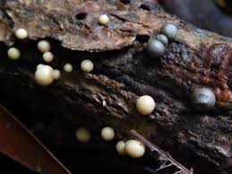 Attēlu rezultāti vaicājumam “Lycogala sp.”