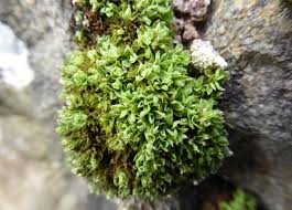 Attēlu rezultāti vaicājumam “Encalypta”