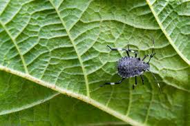 Attēlu rezultāti vaicājumam “Badhamiopsis macrospora”