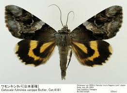 Attēlu rezultāti vaicājumam “Catocala fulminea”