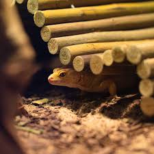 Attēlu rezultāti vaicājumam “Reticularia jurana macro”