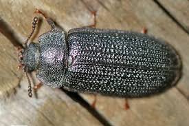 Attēlu rezultāti vaicājumam “Grynocharis oblonga”