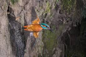 Attēlu rezultāti vaicājumam “Alcedo atthis nest”