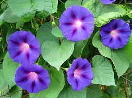 Image result for Ipomoea purpurea