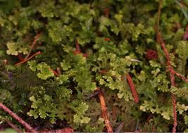 Attēlu rezultāti vaicājumam “Trichocolea tomentella”