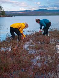 Attēlu rezultāti vaicājumam “Oxycoccus”