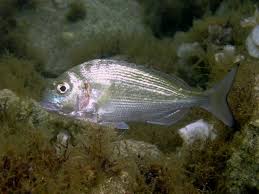 Image result for Sparus aurata