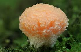 Attēlu rezultāti vaicājumam “Fuligo luteonitens macro”