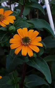 Image result for Sanvitalia procumbens