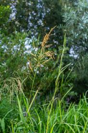 Attēlu rezultāti vaicājumam “Glyceria maxima fruit”
