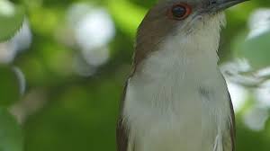 Image result for Coccyzus erythropthalmus