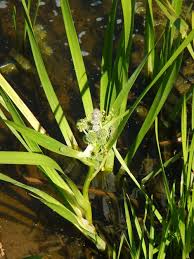 Attēlu rezultāti vaicājumam “Sparganium erectum aggr. leaf”