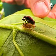 Attēlu rezultāti vaicājumam “Dicyphus nymph”